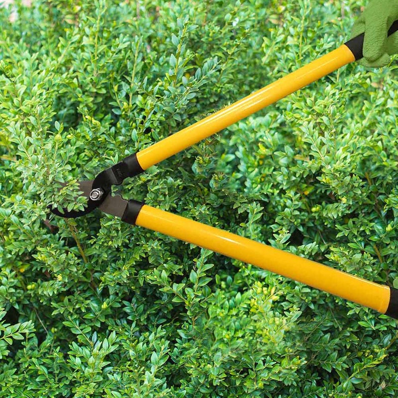 Centurion 1222 3-Piece Lopper, Hedge Shear & Pruner Combo Set, Heavy Duty Tree, Shrub & Bush Care Kit for Lawn, Garden & Yard, Ideal for Indoor & Outdoor Gardening, Branch Cutting & Plant Trimming - Image 5